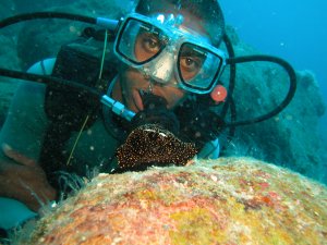 Eischnecke (Ovula ovum)